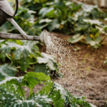 Volunteer with MfSC: Gardening Workshop