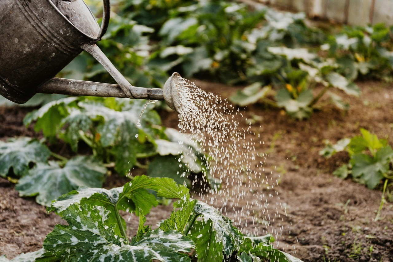 Volunteer with MfSC: Gardening Workshop